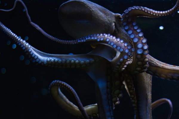 Kraken ссылка актуальная